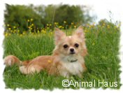 Click on Travis' photo to see more photos of him and his pedigree