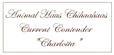 Animal Haus Chihuahuas  - Current Contender - Charlotta