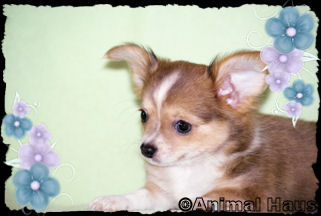Abraham the Chihuahua puppy