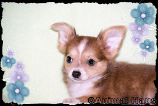 Abraham the Chihuahua puppy