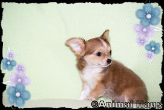 Abraham the Chihuahua puppy