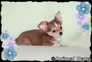 Abraham the Chihuahua puppy