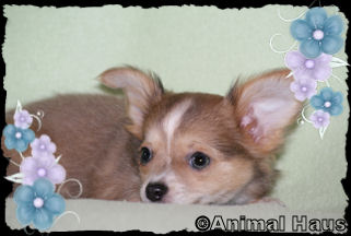 Abraham the Chihuahua puppy
