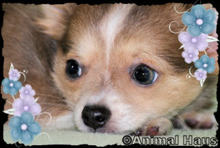 Abraham the Chihuahua puppy