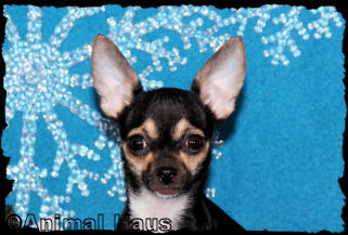 Alice the Chihuahua puppy