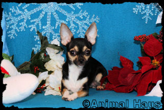 Alice the Chihuahua puppy