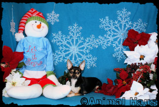 Alice the Chihuahua puppy