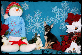 Alice the Chihuahua puppy