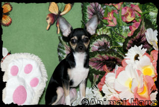 Alice the Chihuahua puppy