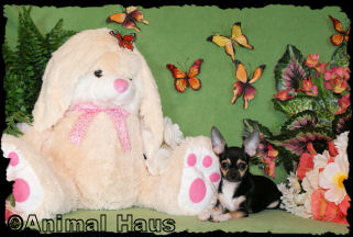 Alice the Chihuahua puppy