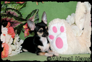 Alice the Chihuahua puppy