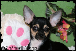 Alice the Chihuahua puppy