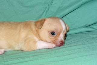 Berry - Fawn Male chihuahua puppy