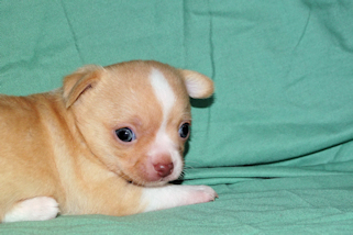 Berry - Fawn Male chihuahua puppy