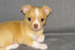 Berry - Fawn with white markings Male Smoothcoat chihuahua puppy