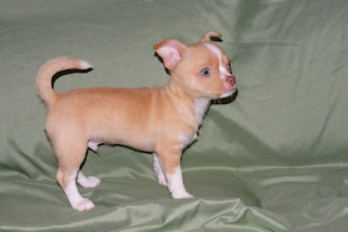 Berry - Fawn with white markings Male Smoothcoat chihuahua puppy