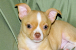 Berry - Fawn with white markings Male Smoothcoat chihuahua puppy