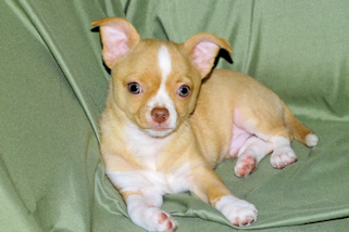 Berry - Fawn with white markings Male Smoothcoat chihuahua puppy