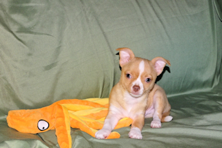 Berry - Fawn with white markings Male Smoothcoat chihuahua puppy