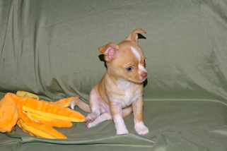 Berry - Fawn with white markings Male Smoothcoat chihuahua puppy