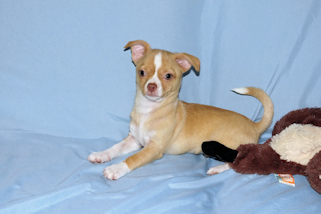 Berry - Fawn with white markings Male Smoothcoat chihuahua puppy