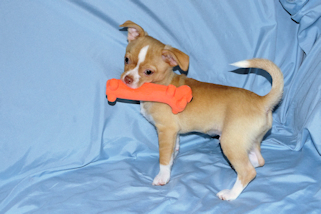 Berry - Fawn with white markings Male Smoothcoat chihuahua puppy