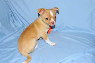 Berry - Fawn with white markings Male Smoothcoat chihuahua puppy