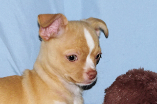 Berry - Fawn with white markings Male Smoothcoat chihuahua puppy