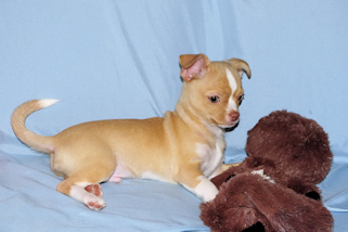 Berry - Fawn with white markings Male Smoothcoat chihuahua puppy