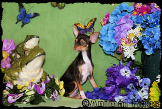 Betty the Chihuahua puppy