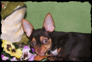 Betty the Chihuahua puppy
