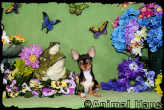 Betty the Chihuahua puppy