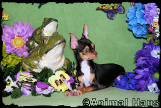 Betty the Chihuahua puppy