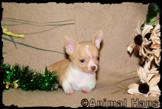 Bradley the Chihuahua puppy