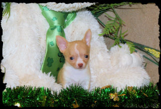 Bradley the Chihuahua puppy