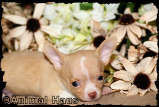 Bradley the Chihuahua puppy