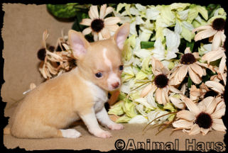 Bradley the Chihuahua puppy