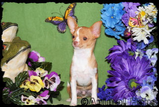 Bradley the Chihuahua puppy