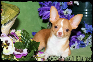 Bradley the Chihuahua puppy