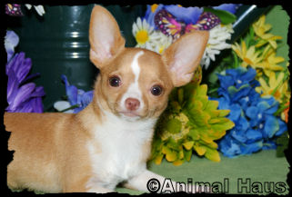 Bradley the Chihuahua puppy