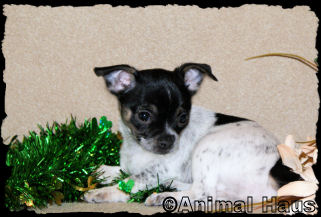 Brandy the Chihuahua puppy