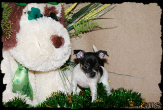 Brandy the Chihuahua puppy