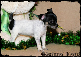 Brandy the Chihuahua puppy