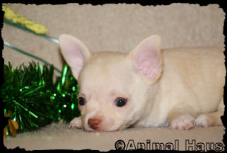 Brent the Chihuahua puppy