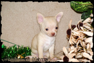 Brent the Chihuahua puppy