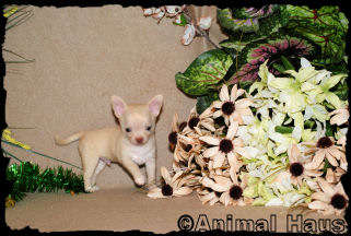 Brent the Chihuahua puppy