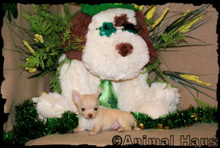 Brent the Chihuahua puppy
