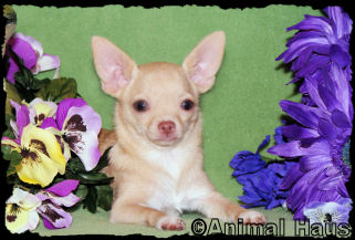 Brent the Chihuahua puppy