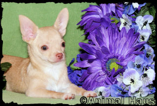 Brent the Chihuahua puppy