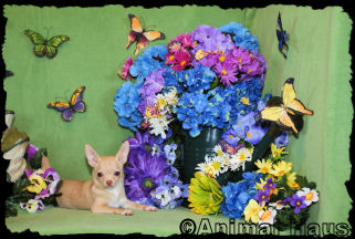 Brent the Chihuahua puppy